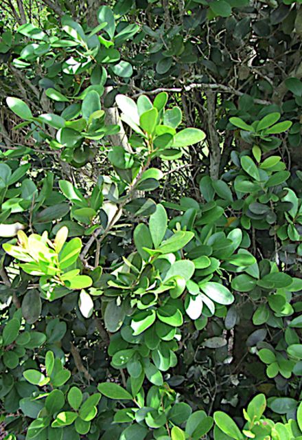 Green Queen Gardening Curacao