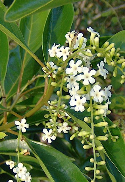 Green Queen Gardening Curacao