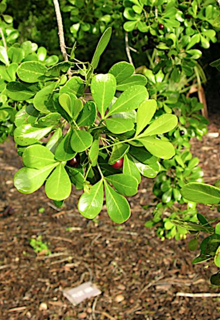 Green Queen Gardening Curacao